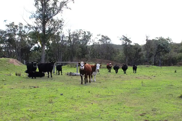 Fourth view of Homely rural property listing, 21727 New England Highway, Dalveen QLD 4374