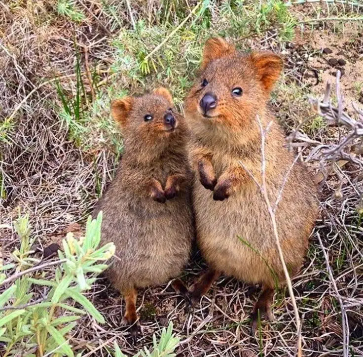Third view of Homely land listing, Lot 78 Quokka Place, Mira Mar WA 6330