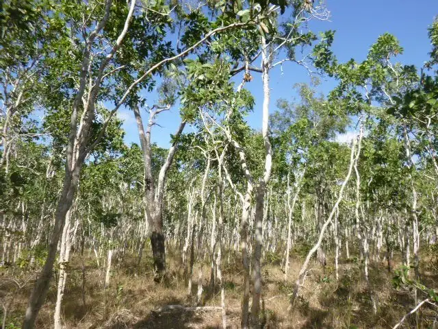 Fifth view of Homely land listing, 115 Solander Road, Cooktown QLD 4895