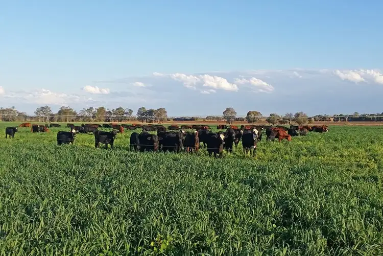 Second view of Homely rural property listing, 0 Gibber Gunyah Road, Isla QLD 4719