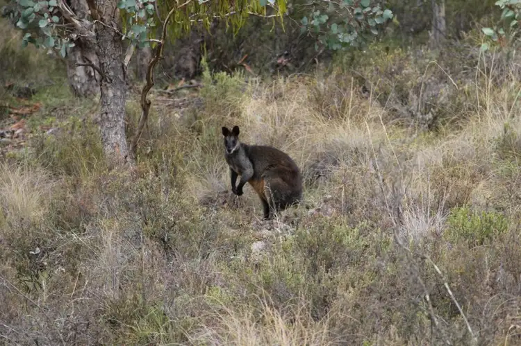 Third view of Homely land listing, Lot 1 Reardons Road., Yass NSW 2582
