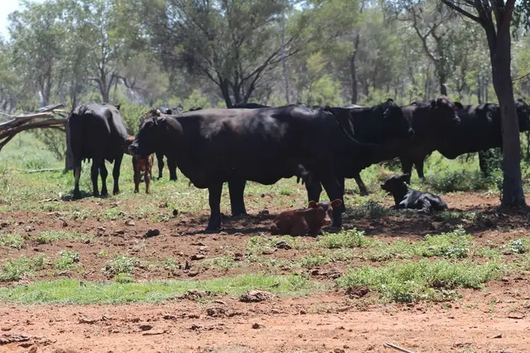 Fifth view of Homely rural property listing, 29351 Mitchell Highway, Charleville QLD 4470