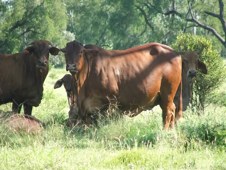 Fourth view of Homely rural property listing, 64 Barfield Road, Banana QLD 4702