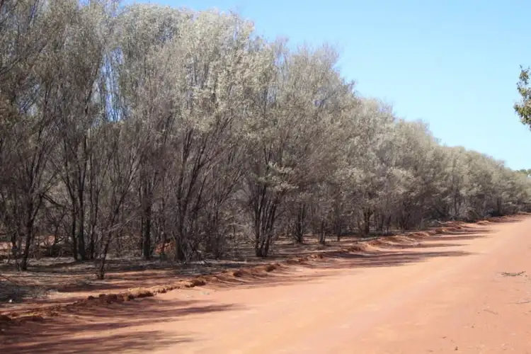 Second view of Homely rural property listing, 938 BOLLON Road, Charleville QLD 4470