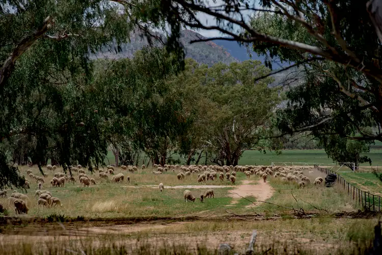 Seventh view of Homely rural property listing, ' CARLTON', Coonabarabran NSW 2357