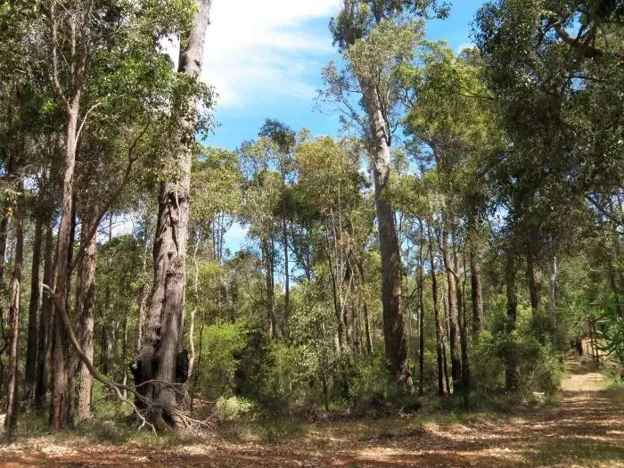 Seventh view of Homely rural property listing, Lot 9 Chalwell Road, Nannup WA 6275