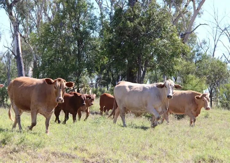 Fourth view of Homely rural property listing, 1140 Crinum Road, Capella QLD 4723