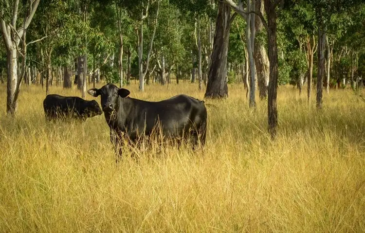 Fourth view of Homely rural property listing, 200 G Hines Road, Mutdapilly QLD 4307
