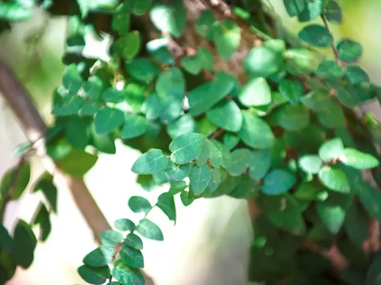 Third view of Homely house listing, 8 Alperton Road, Burbank QLD 4156