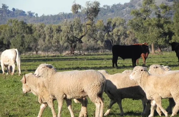 Seventh view of Homely rural property listing, 0 "Blink Bonnie", Forbes NSW 2871