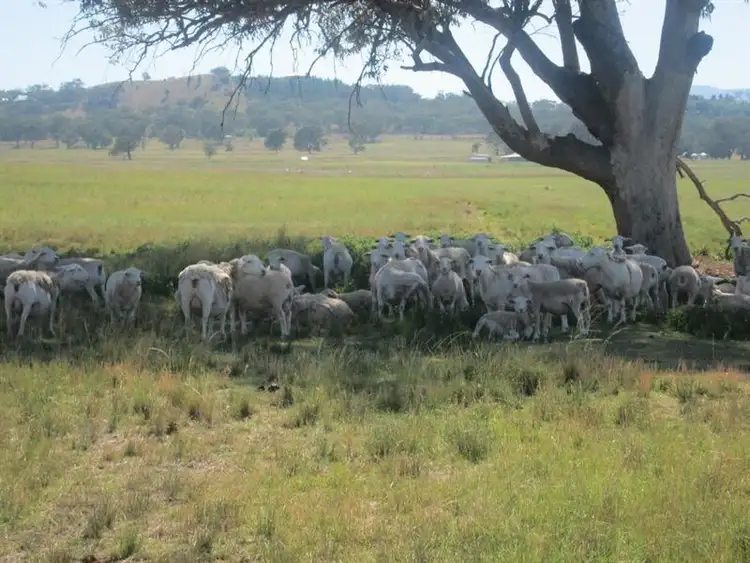 Second view of Homely rural property listing, 2583 Manilla Road, Attunga NSW 2345