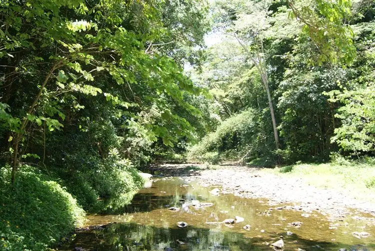 Fifth view of Homely land listing, 354 Mowbray River Road, Mowbray QLD 4877