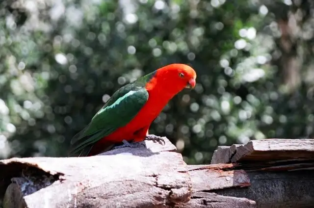 Sixth view of Homely rural property listing, 1941 Chichester Dam Road, Dungog NSW 2420