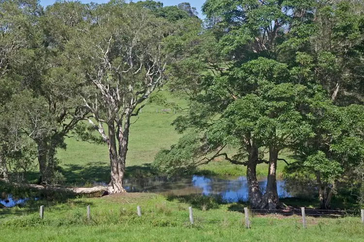 Seventh view of Homely house listing, 113 Left Bank Road, Mullumbimby NSW 2482