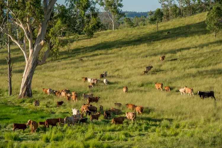 Galloway Downs 193 Macaulay Road, Tansey QLD 4601