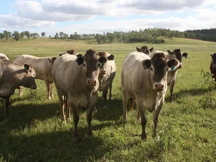 Second view of Homely rural property listing, "Tranquility" Netz Road, Monto QLD 4630