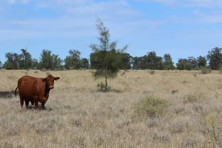 Seventh view of Homely rural property listing, " Part Kyona", Moree NSW 2400