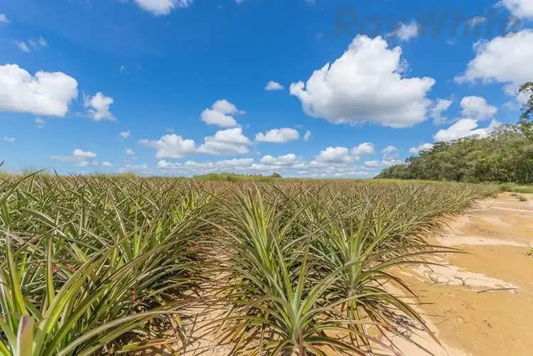 Second view of Homely house listing, 280 Child Road, Wamuran QLD 4512