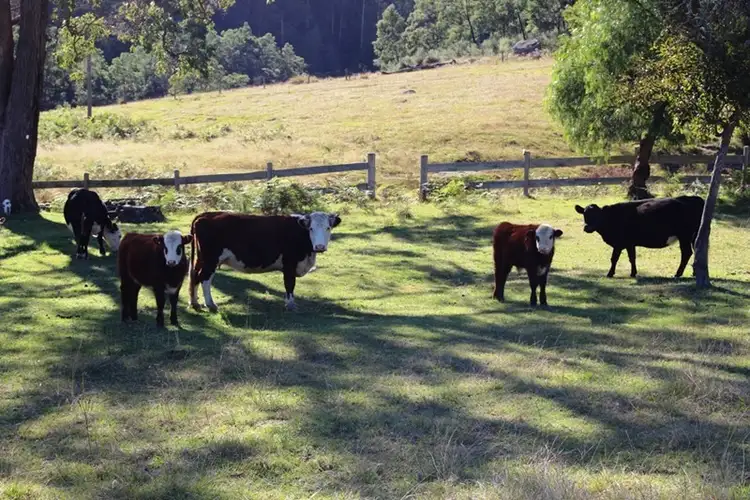Fifth view of Homely rural property listing, 295 Pademelon Road, Laguna NSW 2325