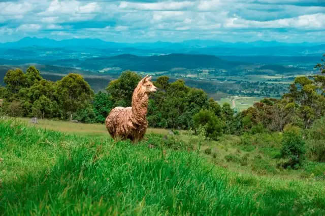 Fourth view of Homely house listing, 419 Main Western Road, Tamborine Mountain QLD 4272