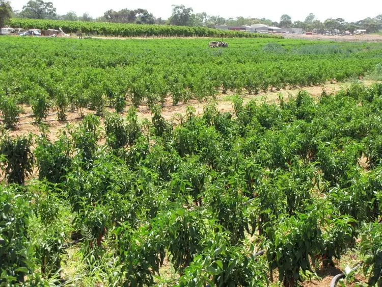 Fourth view of Homely land listing, Lot 25 Hombsch Road, Cobdogla SA 5346