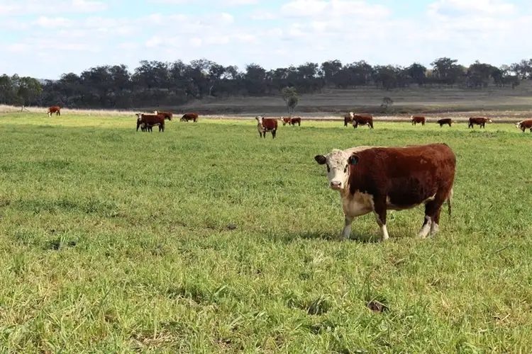 Fifth view of Homely rural property listing, 0 Umbiram School Road, Umbiram QLD 4352