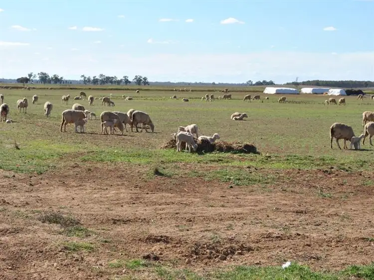 Third view of Homely rural property listing, Part 'Koonwarra', Sturt Highway, Darlington Point NSW 2706