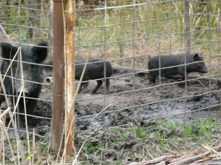 Sixth view of Homely rural property listing, "Thunderbolt Springs" Coonoor Road, Barraba NSW 2347