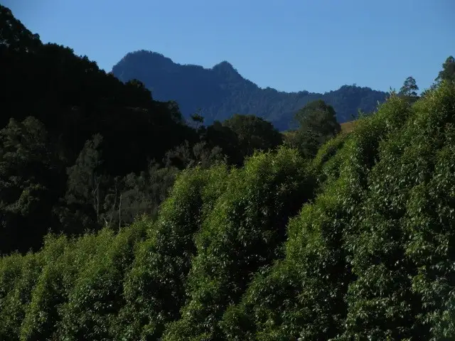 Fifth view of Homely rural property listing, 320 Chilcotts Road, Chillingham NSW 2484