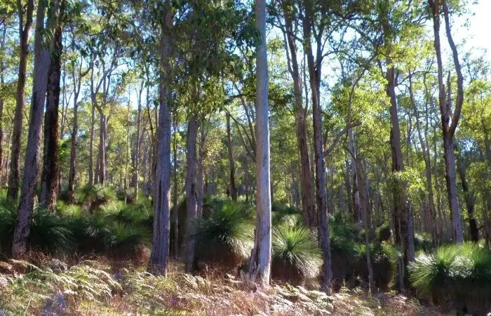 Third view of Homely rural property listing, Lot 3649 Gardiner Road, Nannup WA 6275