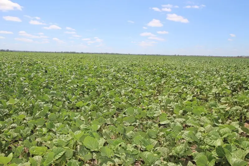 Main view of Homely rural property listing, 00 Tates Road, Bowenville QLD 4404