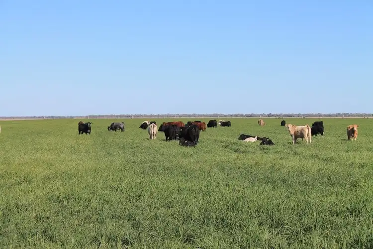 Second view of Homely rural property listing, Lot 1 'Ballandool Station', Ballandool Road, Hebel QLD 4486