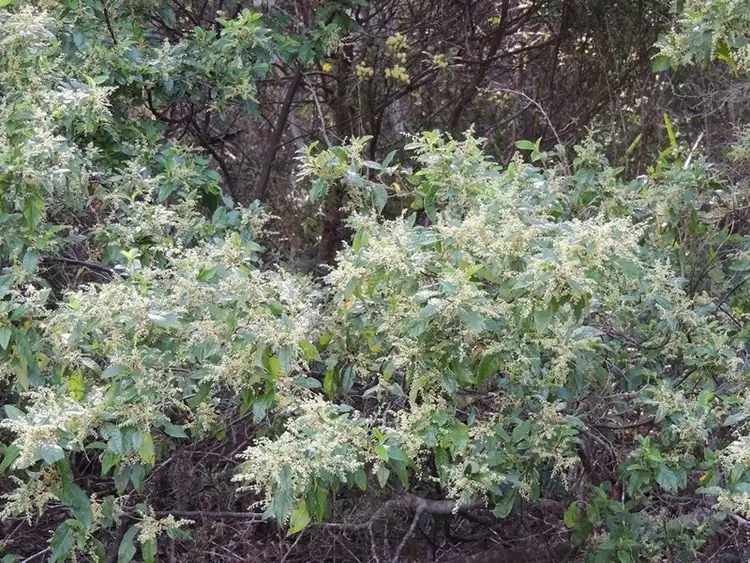 Fifth view of Homely land listing, 120 Myers Road, Shadforth WA 6333