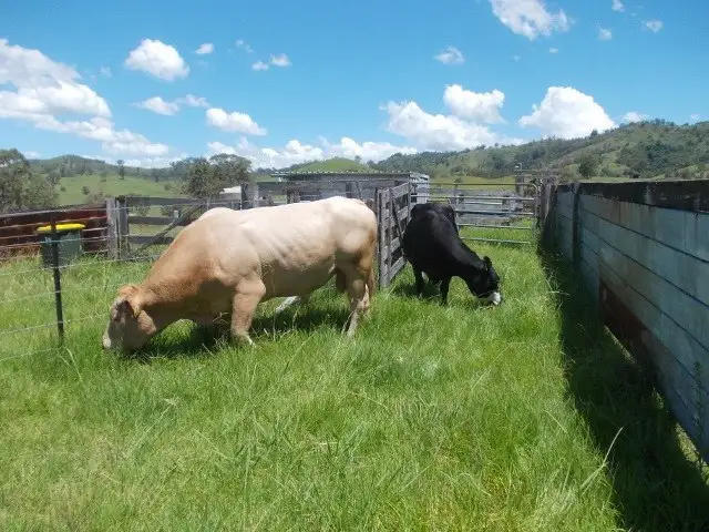 Seventh view of Homely rural property listing, 2123 Salisbury Road, Dungog NSW 2420