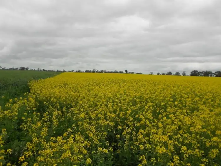 Second view of Homely rural property listing, Lot 275 Pitcher Lane, Bordertown SA 5268