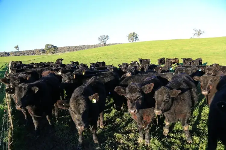 Third view of Homely rural property listing, 105 Peakview Road, Young NSW 2594