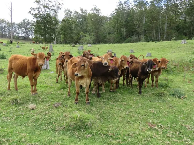 Third view of Homely rural property listing, 447 National Park Road, Ravensbourne QLD 4352