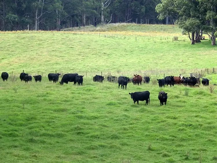 Second view of Homely rural property listing, 9408 Armidale Road, Tyringham NSW 2453