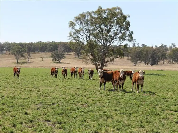 The Rock, Coolah NSW 2843