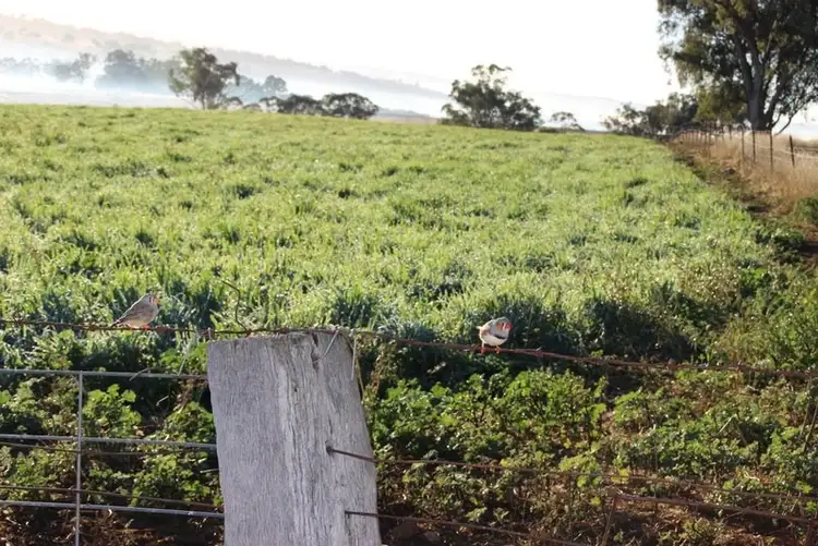 Seventh view of Homely rural property listing, TARWONGA River Road, Coonabarabran NSW 2357