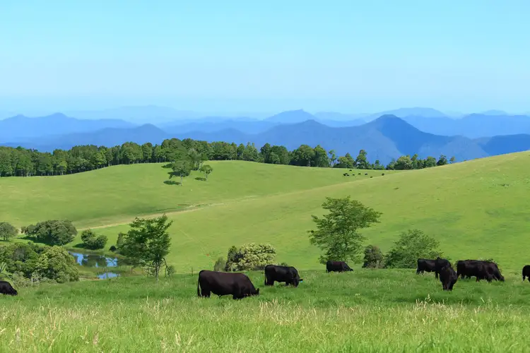 Main view of Homely rural property listing, 5287 Waterfall Way, Dorrigo NSW 2453