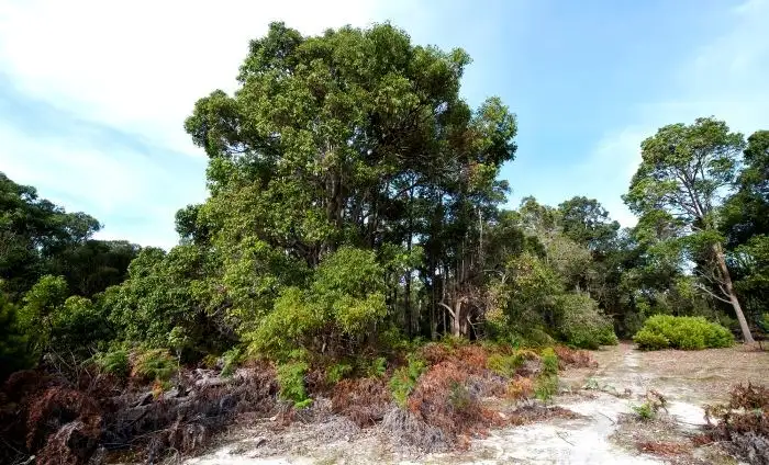 Fourth view of Homely land listing, Lot 15 Cockatoo Drive, Nannup WA 6275