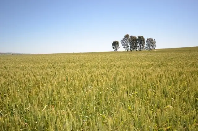 Seventh view of Homely rural property listing, Lots 21-25, 94 Sod Hut Road, Farrell Flat SA 5416