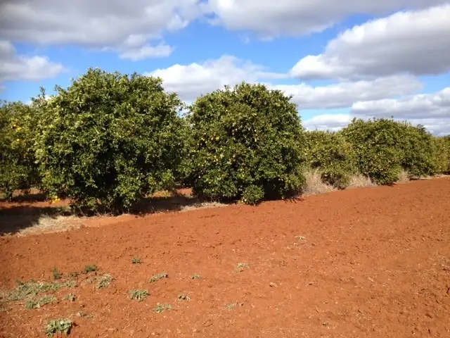 Farm 1898b Morris Road, Lake Wyangan NSW 2680