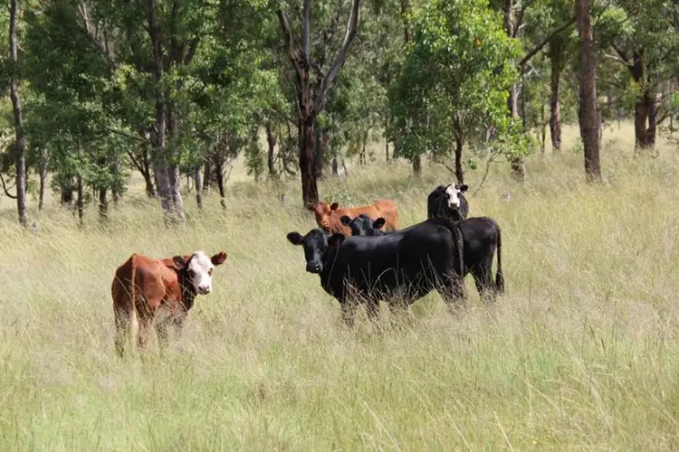 2351 Bruxner Highway, Tenterfield NSW 2372