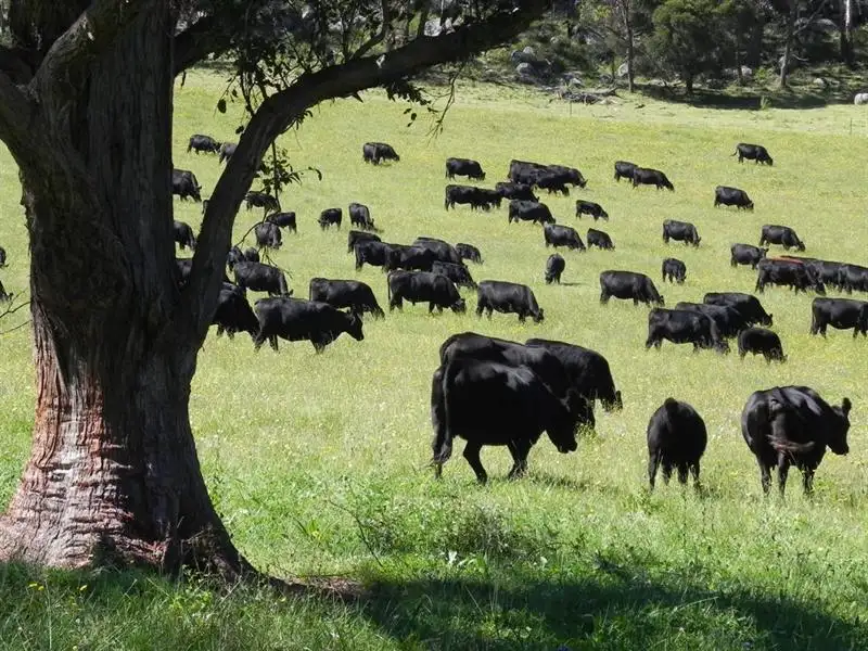 Main view of Homely rural property listing, 2721 "Springshure" Wards Mistake Road, Guyra NSW 2365