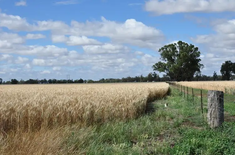 Second view of Homely rural property listing, "Tiagarra" 339 New Grenfell Road, Forbes NSW 2871
