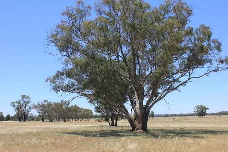 Second view of Homely rural property listing, 977 Schmidts Lane, Temora NSW 2666