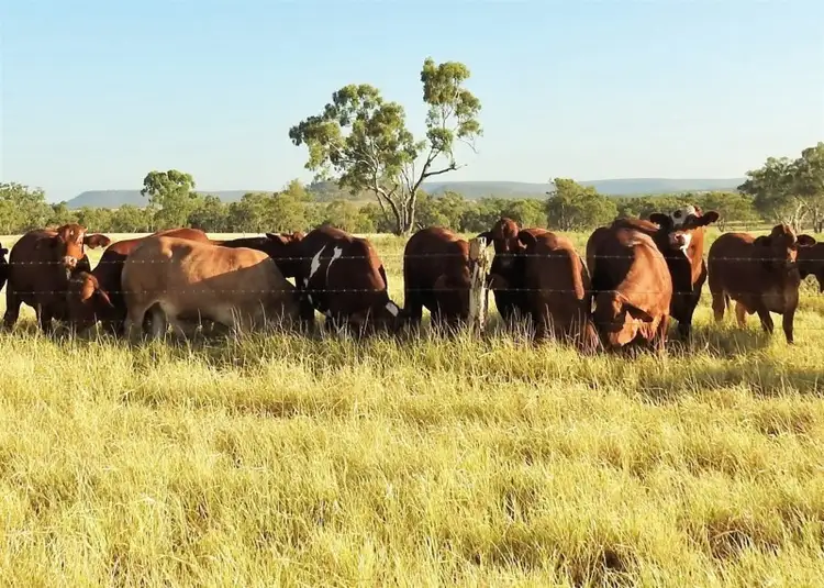 Sixth view of Homely rural property listing, "ParkView" Springsure Tambo Road, Springsure QLD 4722