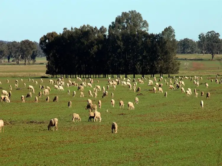 Main view of Homely rural property listing, 550 "Goolerong" Bogan Gate Road, Forbes NSW 2871
